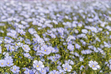 Pure pale blue flowering common flax plants on the field of a specialized grower near the village of Sint-Annaland on the former Dutch island of Tholen, province of Zeeland.