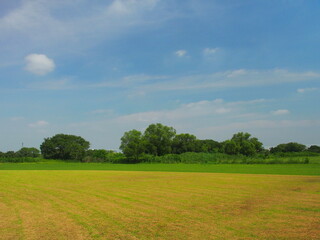真夏の江戸川河川敷の野球場の外野と木立のある風景