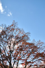 紅葉が綺麗な公園の木々