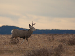 Mule deer walking in Montana