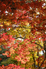 紅葉が綺麗な公園の木々