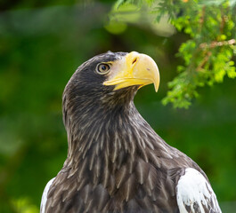 Stella's Sea Eagle.  Taken at the Rosamond Gifford Zoo in Syracuse, New York.
