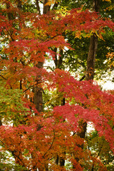 紅葉が綺麗な公園の木々
