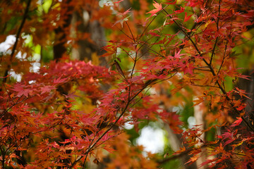 紅葉が綺麗な公園の木々