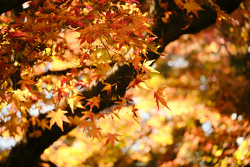 紅葉が綺麗な公園の木々