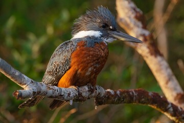 Common kingfisher