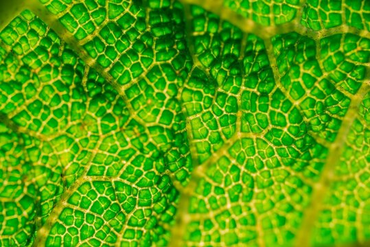 Detail of a nalca leaf