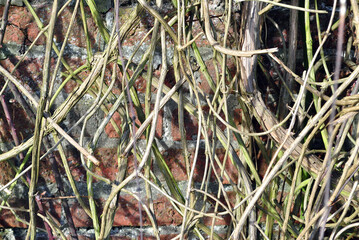 Close Up of Dried Branches of Climbing Plant on Old Stone Wall