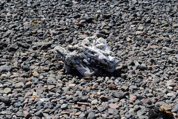 Close Up of Eroded Wood on Shingle Beach 