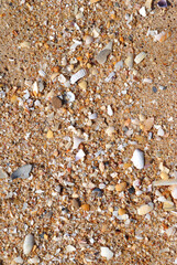 Close Up of Textured Surface of Sandy Beach with Broken Shells 