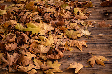 autumn leaves on the ground