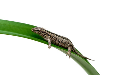 lizard sits on a green leaf on a white background