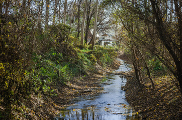 A small river in the autumn forest. The ambience of the forest in the autumn, by the river Danube.