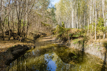 A small river in the autumn forest. The ambience of the forest in the autumn, by the river Danube.