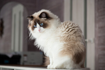 Young beautiful purebred Ragdoll cat at home