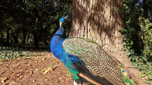 Primer plano de colorido pavo real en el parque Campo Grande de Valladolid