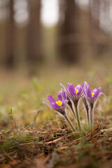 The early beautiful snowdrop flowers in the spring forest. Pulsatilla Purple flower.