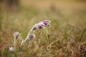 The early beautiful snowdrop flowers in the spring forest. Pulsatilla Purple flower.