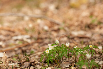 The early beautiful snowdrop flowers in the spring forest. Pulsatilla Purple flower.
