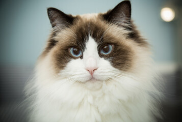 Young beautiful purebred Ragdoll cat at home