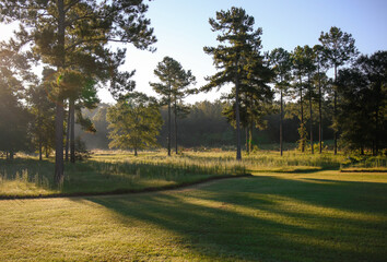 pine tree woodland
