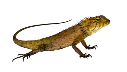 chameleon