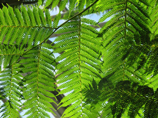 fern leaves