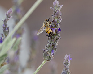 Abeja polinizando en lavanda