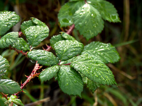 Wet blackberry leaves after a shower in a hedgerow