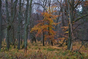 Fototapeta premium Fischland Natur outdoor autumn