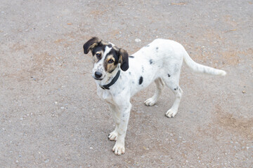 black and white dog with a collar stands on the sidewalk