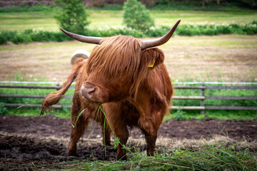 highland cow with horns