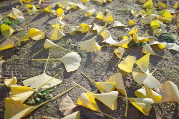 道に落ちてる秋の寂しい落ち葉のいちょう