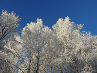 One winter frosty morning. A park. Trees covered with hoarfrost. Branches against the sky. Winter. Russia, Ural, Perm region.