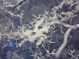 One winter frosty morning. A park. Trees covered with hoarfrost. Branches against the sky. Winter. Russia, Ural, Perm region.