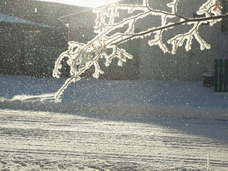 One winter frosty morning. A park. Trees covered with hoarfrost. Branches against the sky. Winter. Russia, Ural, Perm region.