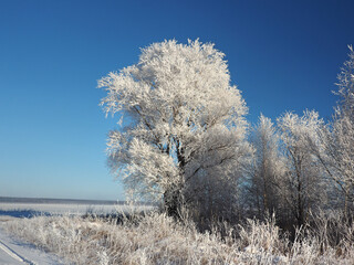 One winter frosty morning. Trees on the shore and the grass in hoarfrost. The river was covered with ice. Winter. Russia, Ural, Perm region.
