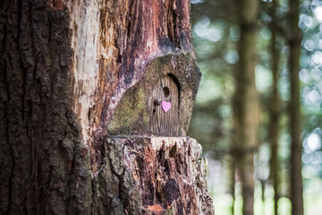 fairy forest house - Little wooden fairy door in tree trunk. tree house in woodland setting, pixie...