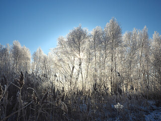 One winter frosty morning. Trees on the shore and the grass in hoarfrost. The paths were covered with snow. Winter. Russia, Ural, Perm region.