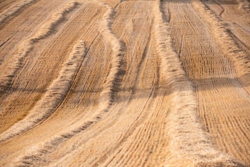 Rural landscape with dry yellow hay fields