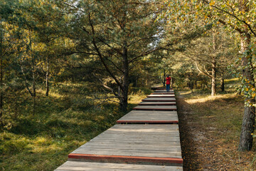An ecological Wooden walkway (promenade) through the forest in a public park, a man in red clothes stands with his back and takes pictures on his phone. Curonian Spit.