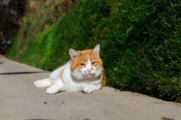 Naklejka na ściany i meble A ginger street cat walks in the sun. Yard abandoned pet.