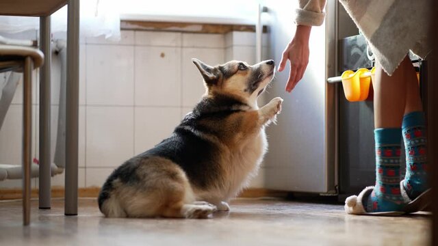 woman dog owner asks her welsh corgi dog to give her a paw, dog does what she says and receive yammy feed as reward, encouragement. raising and training a dog at home