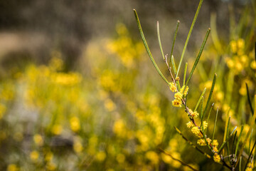 Australian native acacia plant in bloom