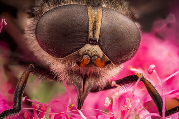 Super macro, gadfly portrait on a pink flower.