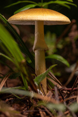 Brown non-edible mushroom in the forest. macro