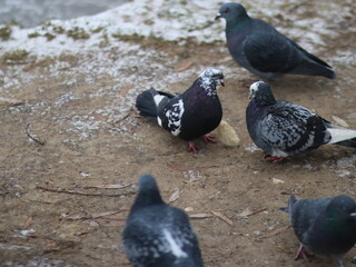Doves fight for a piece of bread