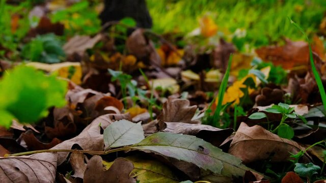 Close Up Shot Of A Housefly Wandering On A Dry Leaf On The Ground. Autumn Leaves On Background. 