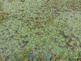 Ludwigia sedioides Plants with Canal in Sri Lankan Nature Background