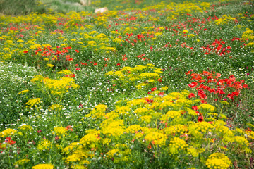 Obraz premium Field of colorful wild flowers, beautiful summer rural landscape